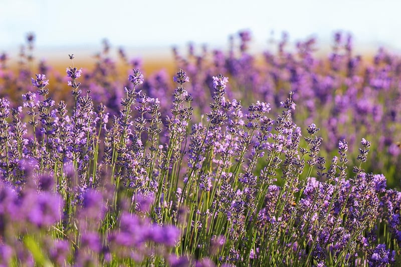 Lavender Garden